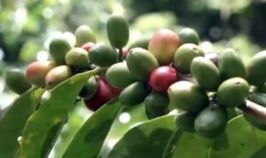 Farmers in Silima Pungga-pungga Village Trained in Robusta Coffee Cultivation
