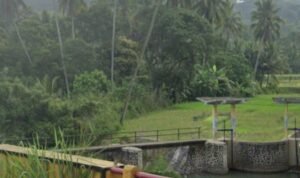Father and Son Meet Tiger Ruling Batang Kumal River, Padangsidimpuan City