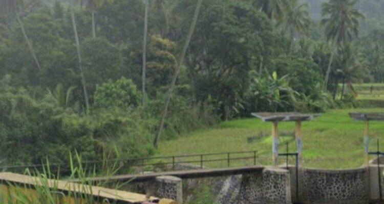 Father and Son Meet Tiger Ruling Batang Kumal River, Padangsidimpuan City