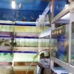 From a hobby to a business, a chance to make money breeding ornamental fish