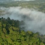 Harga Kayu Asal Indonesia Sejajar Dengan Logam Mulia