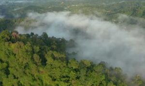 Harga Kayu Asal Indonesia Sejajar Dengan Logam Mulia