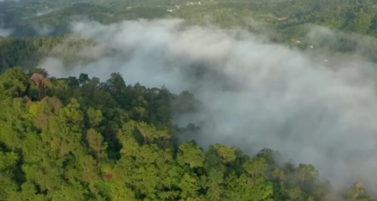 Harga Kayu Asal Indonesia Sejajar Dengan Logam Mulia