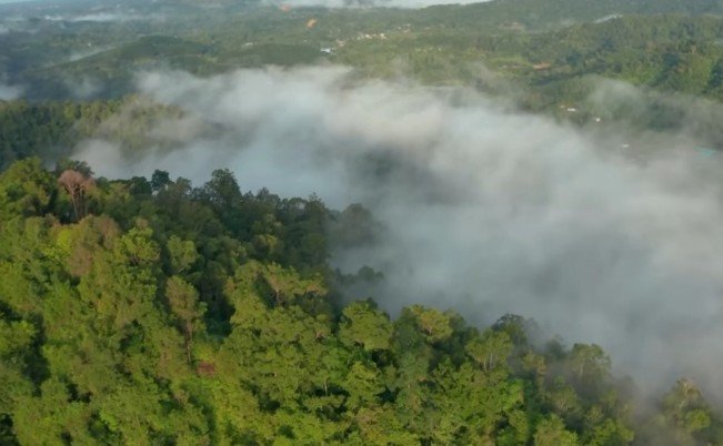 Harga Kayu Asal Indonesia Sejajar Dengan Logam Mulia